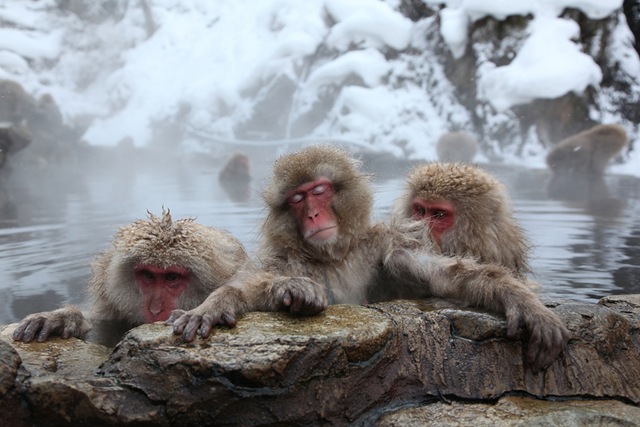 Японские обезьяны в горячих источниках фото