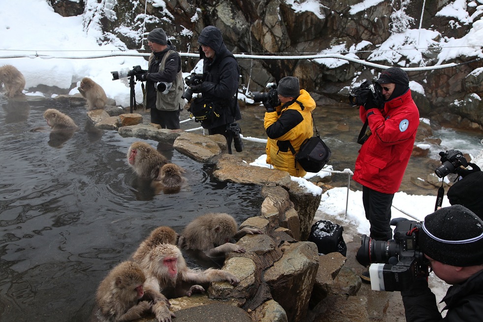 Группа обезьяна купается в теплой. Парк Джигокудани Япония. Парк снежных обезьян Джигокудани. Обезьяны в Японии в горячих источниках. Обезьяны в термальных источниках.