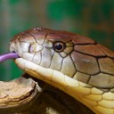 Топ-25 самых ядовитых змей в мире