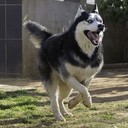 Сибирский Хаски. Топ-15 особенностей породы