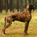 Самые сильные породы собак: топ-10