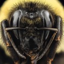 Как пчелы выбирают новую королеву