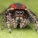 Сколько глаз у пауков?