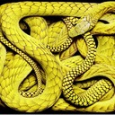 Удивительные фотографии змей