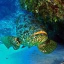 Атлантический Групер-Голиаф - океанский гигант