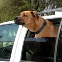 Почему собаки любят высовывать голову из окон машины?