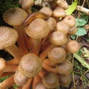 Самый большой живой организм в мире - гигантский медовый гриб