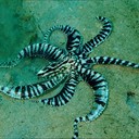 Мимический осьминог - мастер притворяться другими животными