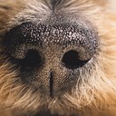 Почему у собак мокрый нос?