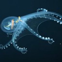 Стеклянный осьминог обнаружен в глубинах Тихого океана
