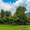 Даже одиночные деревья способны значительно смягчить жару в городе