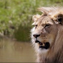 Действительно ли лев является царем зверей?