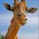 Жирафы - самые высокие млекопитающие на Земле