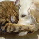Кошки и их друзья: примеры дружбы между животными