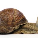 Откуда улитки берут свои раковины?