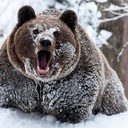 Весёлые развлечения медведей