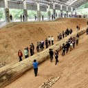 Гигантское окаменевшее дерево Таиланда возрастом в 800 тысяч лет