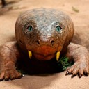 Рисунок XIX века, который может изображать вымершего диконодонта