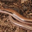 Новая подземная ящерица без передних конечностей обнаружена в Австралии