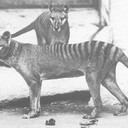 Исчезновение тасманийского тигра: история тилацина