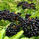 Бузина и здоровье: что известно о её реальных свойствах