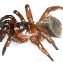 Паук-люк. Удивительный «живой щит» из мира мигаломорф