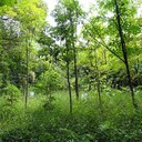 Китай высадил столько деревьев, что изменился водный цикл страны