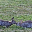 Почему в Австралии почти не едят диких кроликов