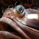 Щучья морская собачка: самый дерзкий хищник тихоокеанских рифов