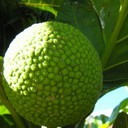 Как хлебный фрукт может помочь победить голод