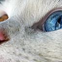 Гетерохромия. Разные цвета глаз у котов