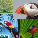 10 самых красивых птиц 