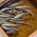 Живые нарисованные рыбки от Риузуке Фукаори 
