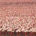Самая большая в мире популяция Фламинго