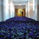 28 000 цветов в заброшенной больнице