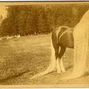  Линус - самая длинногривая и длиннохвостая лошадь в мире