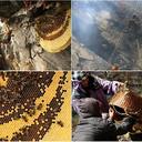 Охотники за медом в Непале