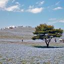 Цветочный рай парка Хитачи