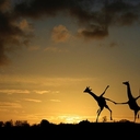 Забавные фотографии жирафов