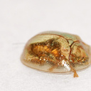 Удивительное насекомое: жук Золотая Черепаха