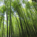 Красивый бамбуковый лес Киото