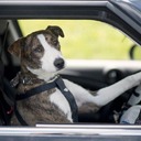 Бездомные собаки учатся водить авто