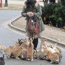 Остров Окуноcима –  японский рай для кроликов