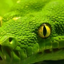 Анаконда. Самая большая змея в мире