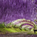 Туннель из глициний в цветочном саду Кавати Фудзи