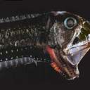 Рыба-гадюка. Редкий глубоководный хищник