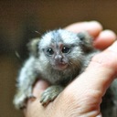 Карликовая мартышка - самая маленькая обезьяна