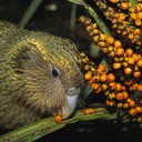Птицы и дикая природа Новой Зеландии