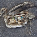 Мёртвые птицы и пластик