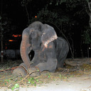 Слон Радж, спасенный после 50 лет страданий